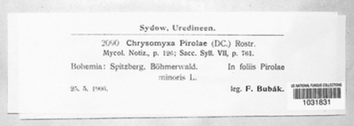 Chrysomyxa pirolae image